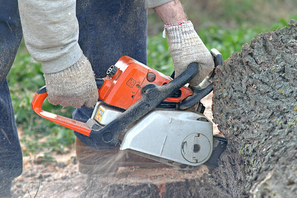 How Our Tree Care Process Works  in  Westwood, CA