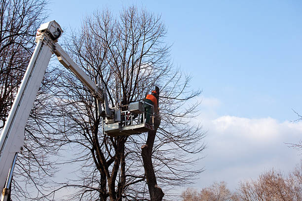 Trusted Westwood, CA Tree Removal Services Experts